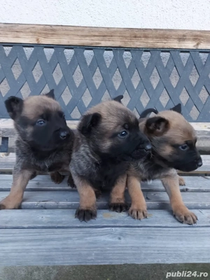 Catei Ciobanesc Belgian Malinois - imagine 2