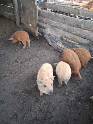 Purcei Mangalita Originali 100%