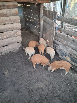 Purcei Mangalita Originali 100% - imagine 2