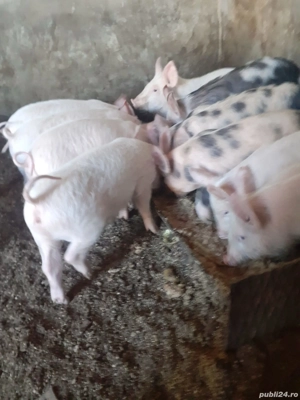 Purcei de vânzare  - imagine 3