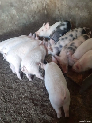 Purcei de vânzare  - imagine 2