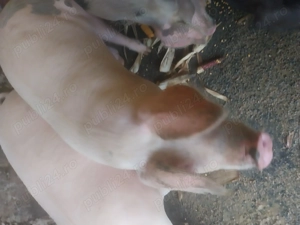 Vând porc mare 100kg până la 160kg și 350 kgVând  - imagine 2