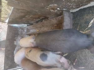 Vând porc mare 100kg până la 160kg și 350 kgVând  - imagine 5