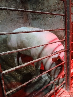 Vând porci - imagine 4