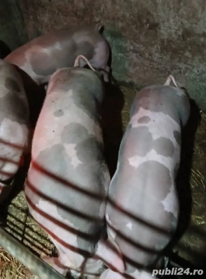 Vând porci - imagine 2