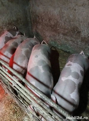 Vând porci - imagine 3