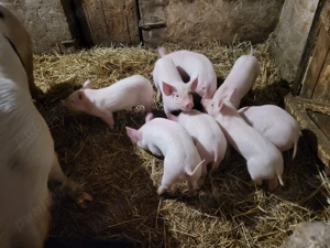 Vând purcei de 7 săptămâni . Preț convenabil. - imagine 2