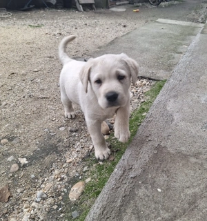 Labrador Retriever mascul de vânzare - imagine 3