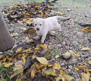 Labrador Retriever mascul de vânzare - imagine 2