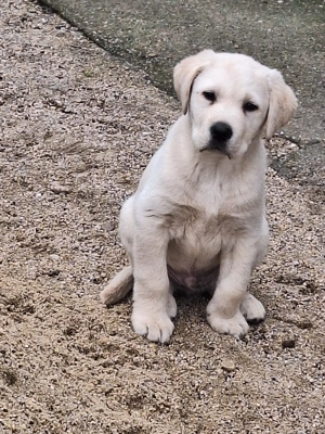 Labrador Retriever mascul de vânzare - imagine 4
