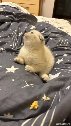 Puisori Scotthis Fold - imagine 3