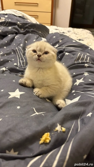 Puisori Scotthis Fold - imagine 4