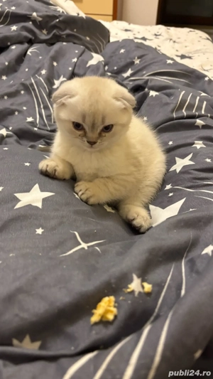 Puisori Scotthis Fold - imagine 2