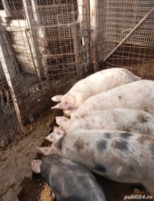 Vand porci si purcei ,curci si curcani 