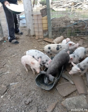 vand porci,purcei si curcani 