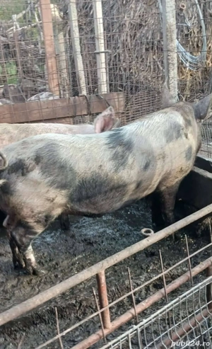 Vand porci si purcei ,curci si curcani  - imagine 3