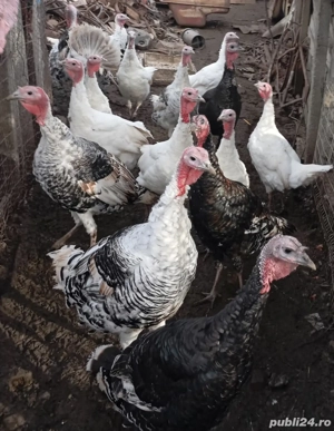 Vand porci si purcei ,curci si curcani  - imagine 4