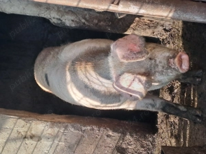 Vând scrofa de carne 170 180 kg