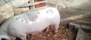 Purcei și porci de vanzare