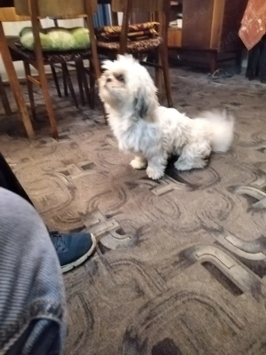 Donez cațelusa Bichon - imagine 4