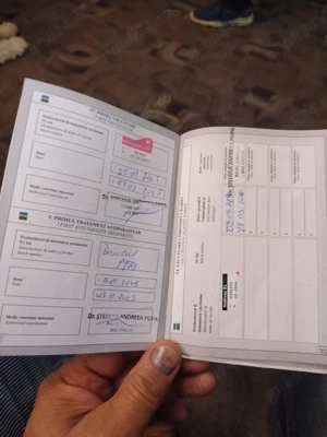 Donez cațelusa Bichon