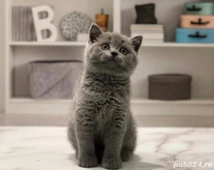 British Shorthair Blue  - imagine 2