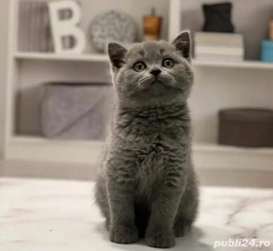 British Shorthair Blue 