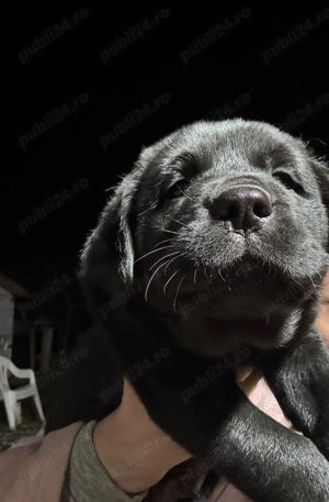 Vând labrador negri 3 catelusi - imagine 3