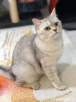 British Shorthair Chincilla 