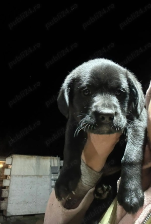 Vând labrador negri 3 catelusi - imagine 2