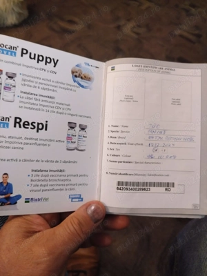 Donez cațelusa Bichon - imagine 3