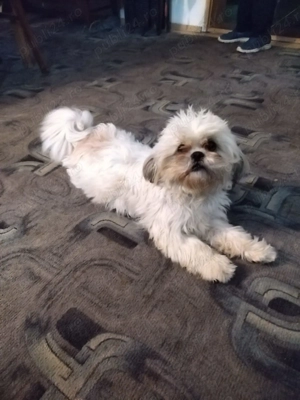 Donez cațelusa Bichon - imagine 2