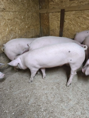 Porci de vânzare Conduratu  - imagine 4