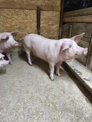 Porci de vânzare Conduratu  - imagine 2