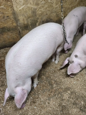 Porci de vânzare Conduratu  - imagine 3