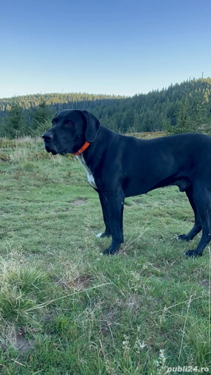 caini de vanatoare  - imagine 4