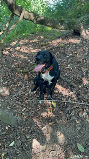 caini de vanatoare  - imagine 5