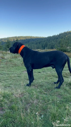 caini de vanatoare  - imagine 3