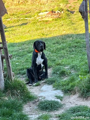 caini de vanatoare  - imagine 2