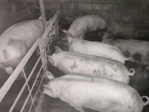 Vand carne de porc Landrace metis cu Pietrain