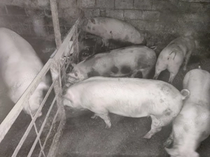 Vand carne de porc Landrace metis cu Pietrain - imagine 2