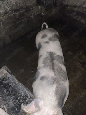 Vand carne de porc Landrace metis cu Pietrain - imagine 3