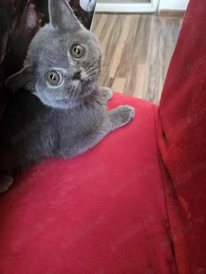 Fetița british caută căsuță 