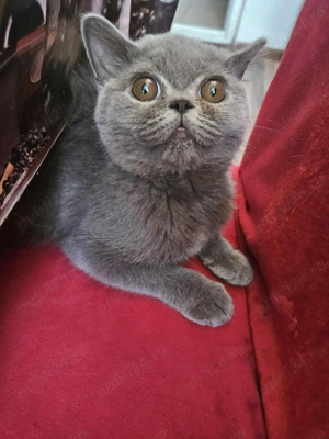 Fetița british caută căsuță  - imagine 3