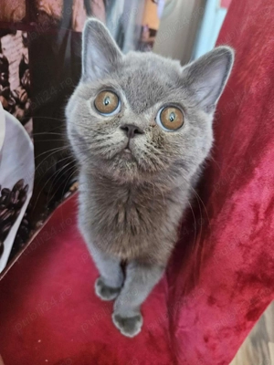 Fetița british caută căsuță  - imagine 2