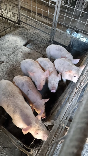 Porci Marele Alb, 2 luni - imagine 2