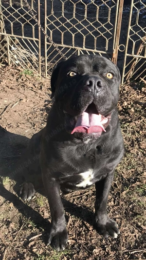 mascul cane corso - imagine 2