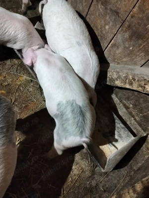 Vând șoldani  - imagine 3