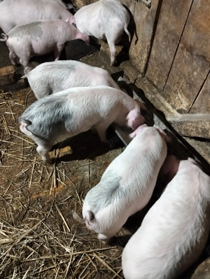 Vând șoldani  - imagine 2