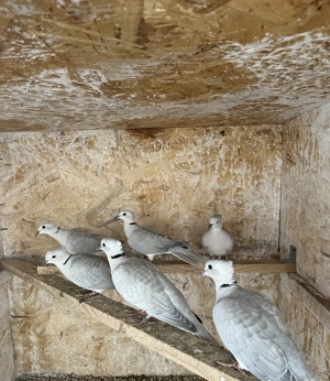 Turturele cucuruzi albastrii moțati - imagine 2